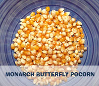 Monarch Popcorn