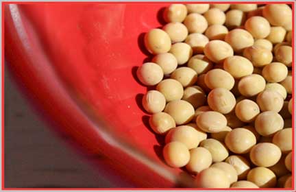 soybeans in bowl