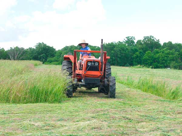 Cutting hay