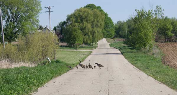 Geese walking