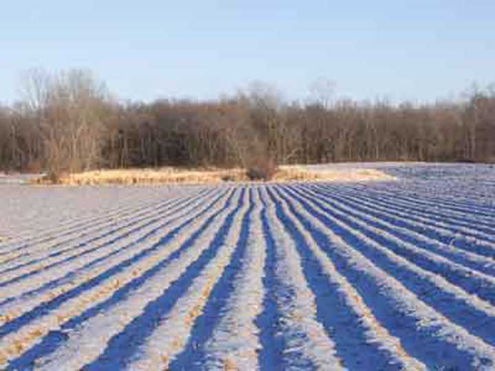 Chisel Plowed Field