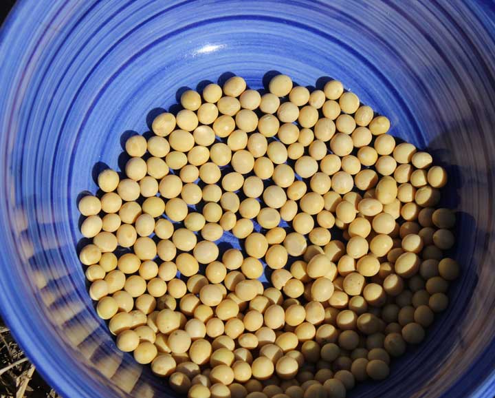 Dried soybeans in a bowl